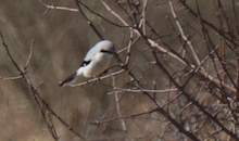 Northern Shrike - ML88069721