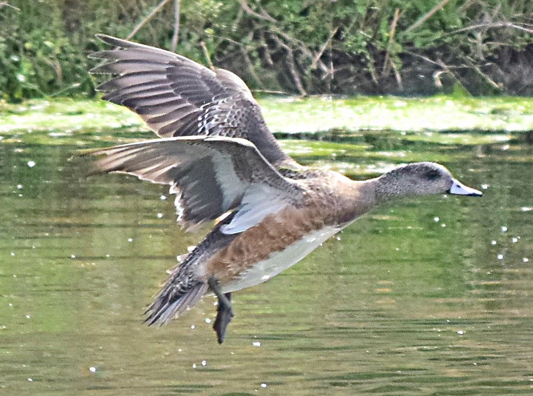 American Wigeon - Steve and Sue Whitmer