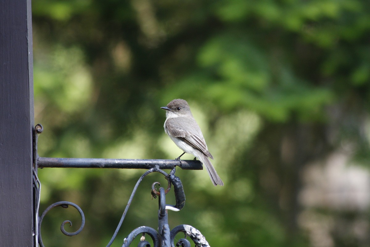 Eastern Phoebe - ML88070341