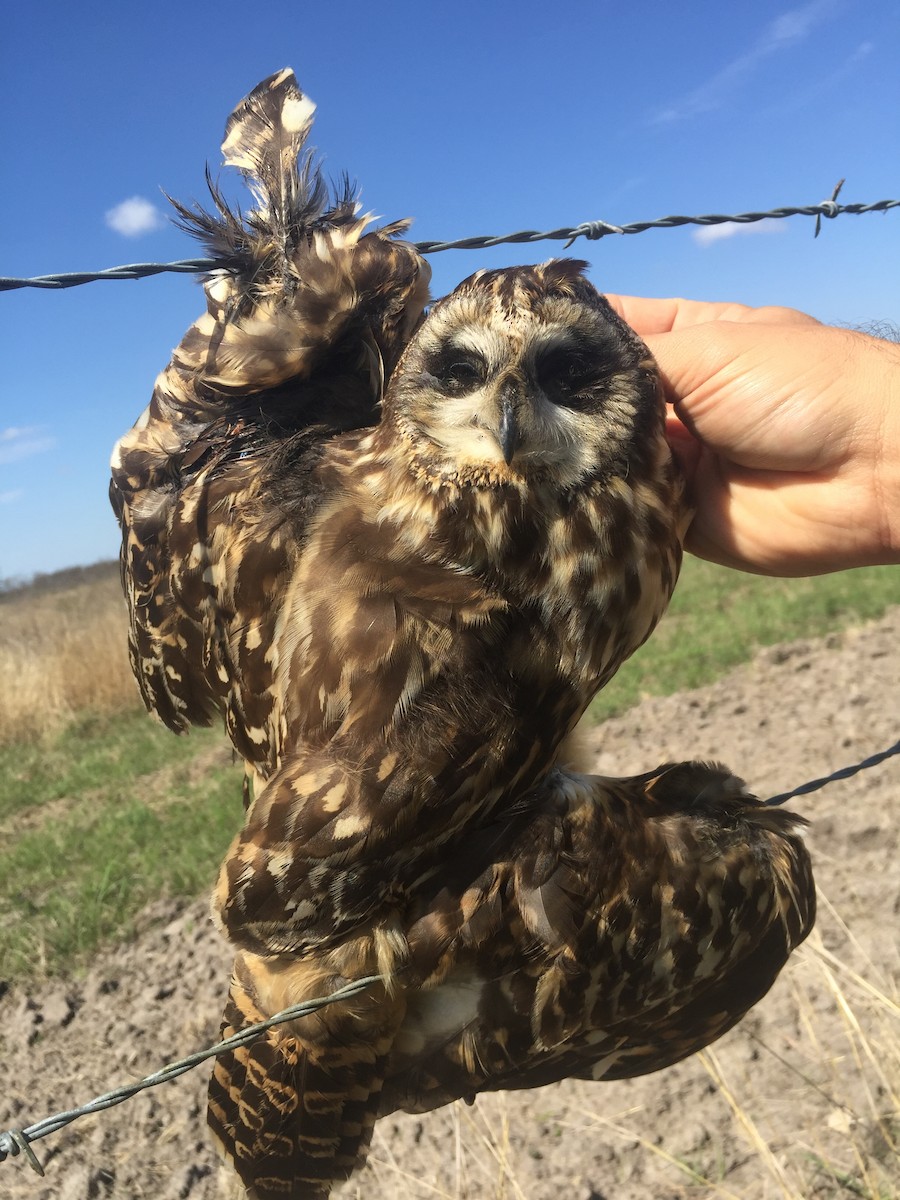 Short-eared Owl - ML88071021