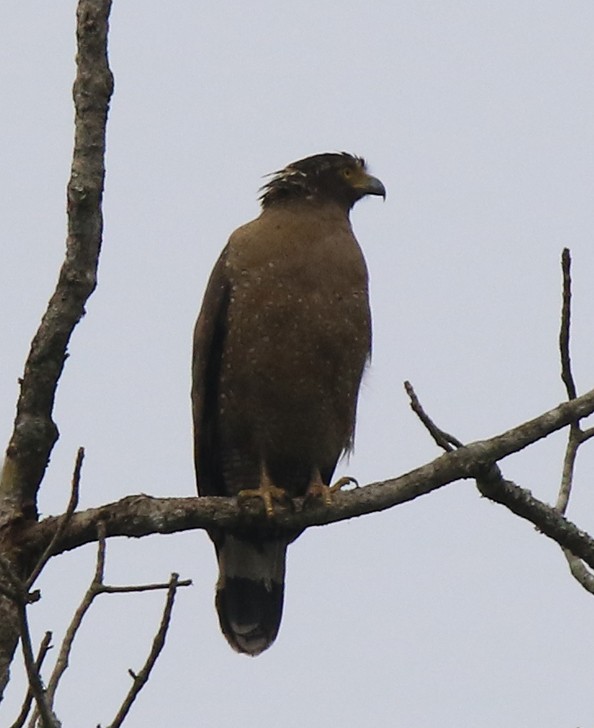 Haubenschlangenadler - ML88071871