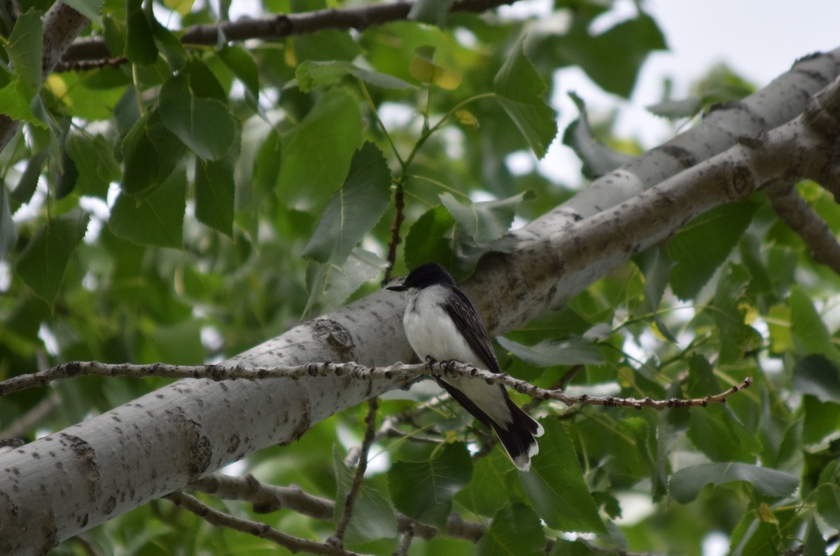 Eastern Kingbird - ML88072211