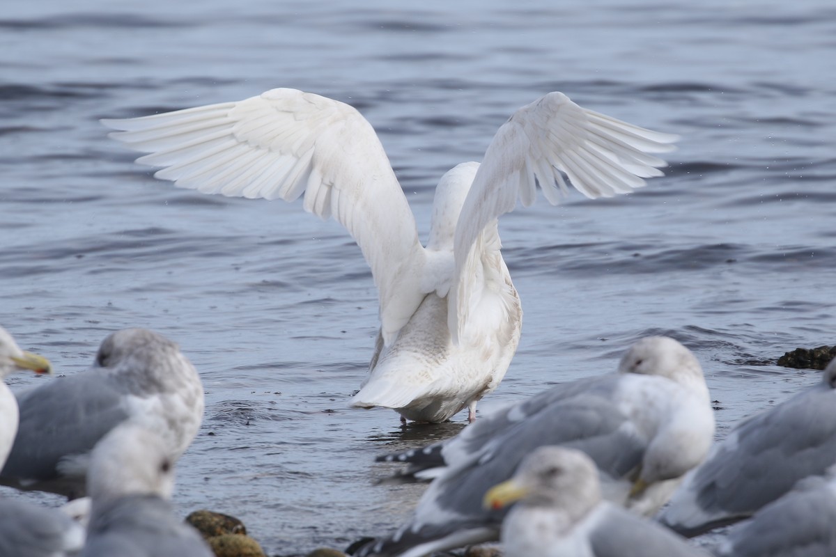 Glaucous Gull - Liam Singh