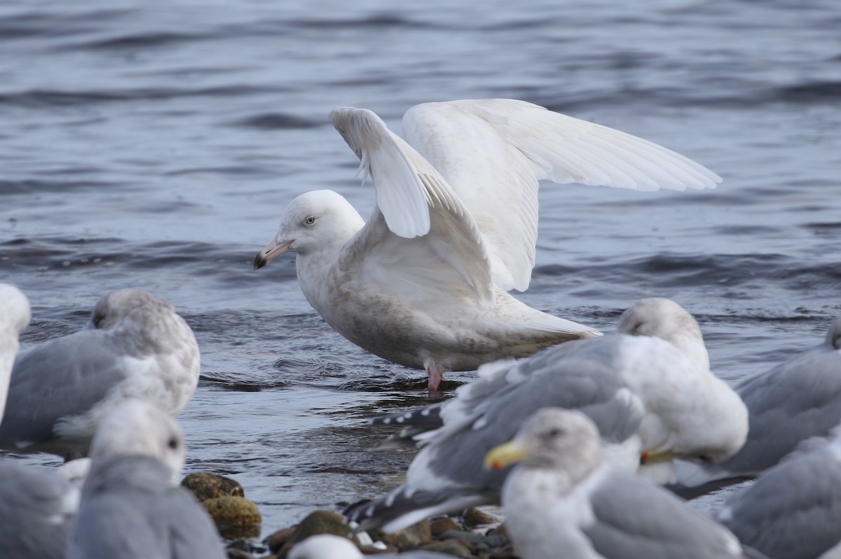 Glaucous Gull - Liam Singh