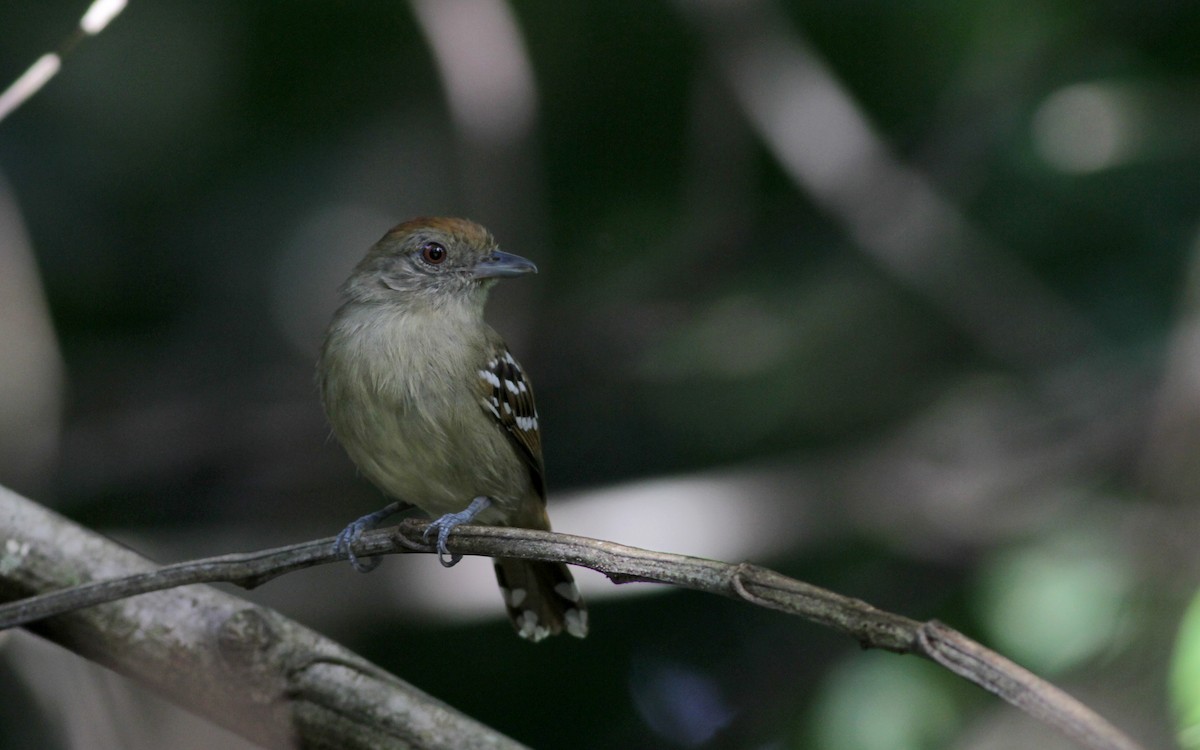 Northern Slaty-Antshrike (Guianan) - Jay McGowan