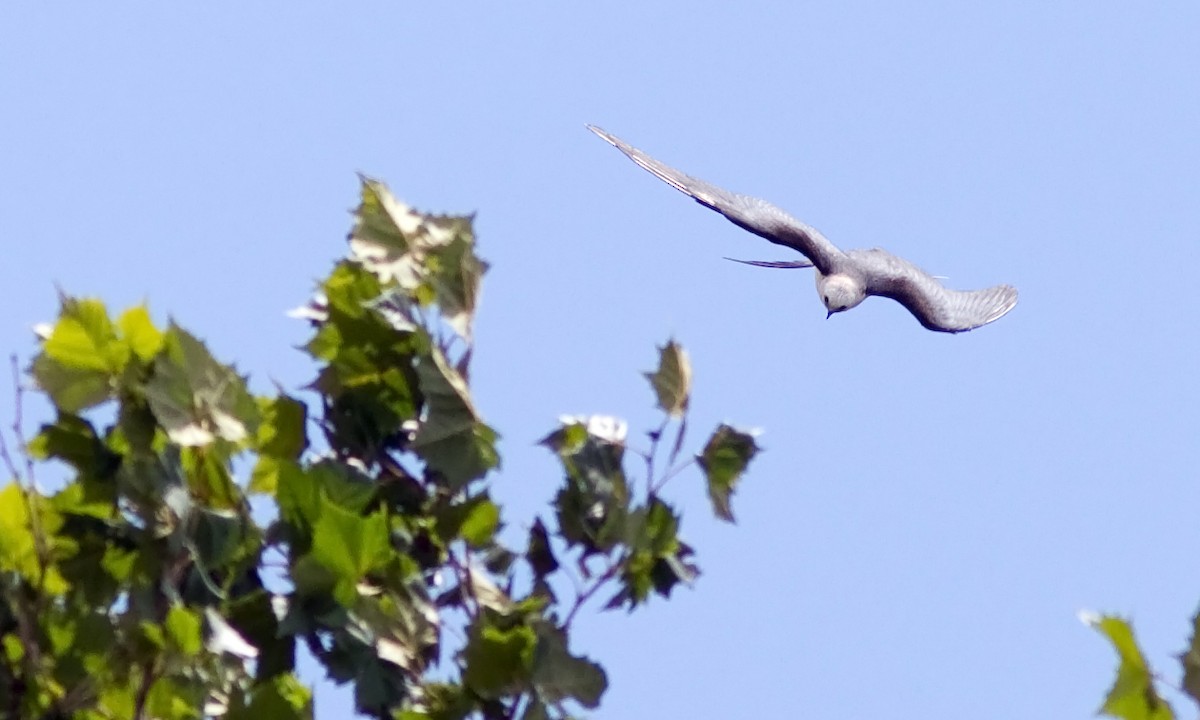 Swallow-tailed Kite - ML88073741