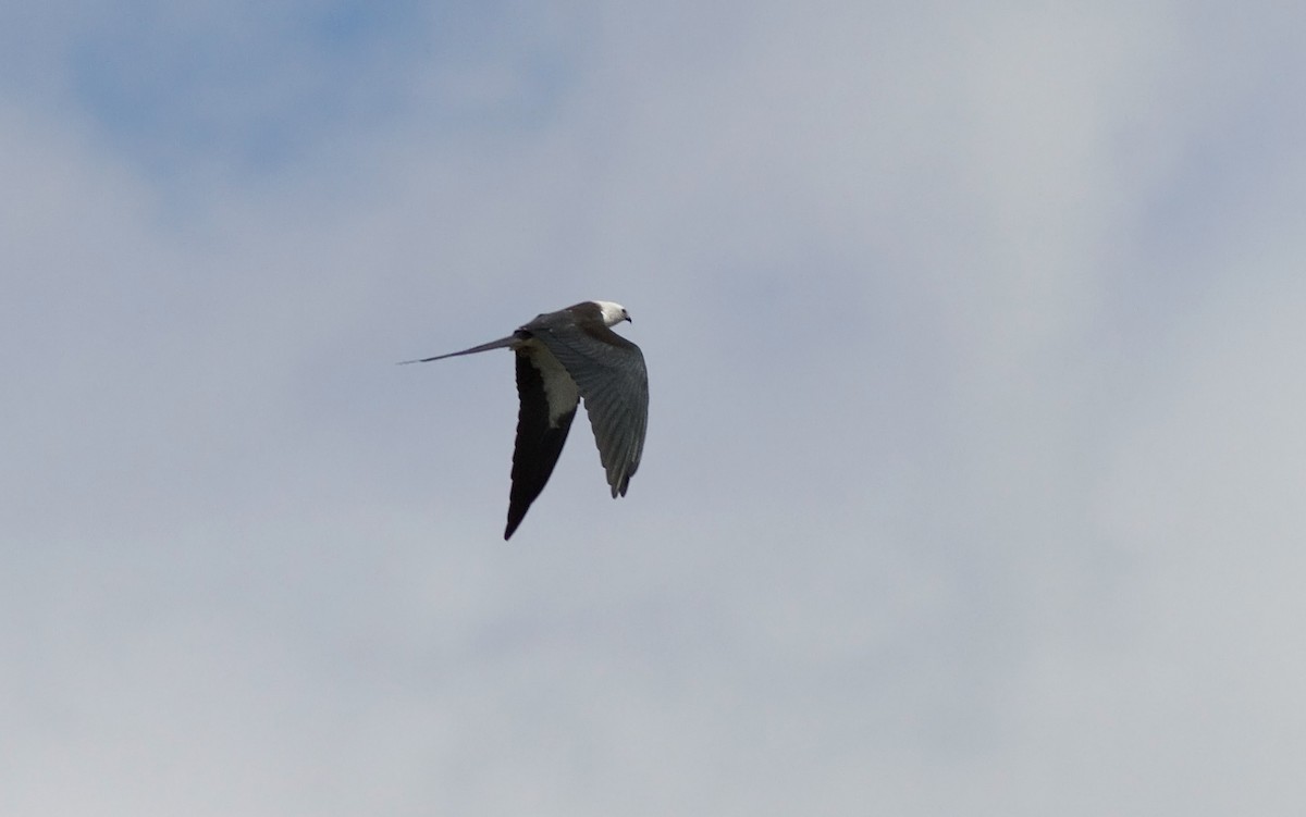 Swallow-tailed Kite - ML88073751
