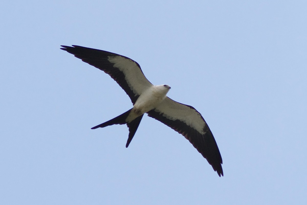 Swallow-tailed Kite - ML88073761