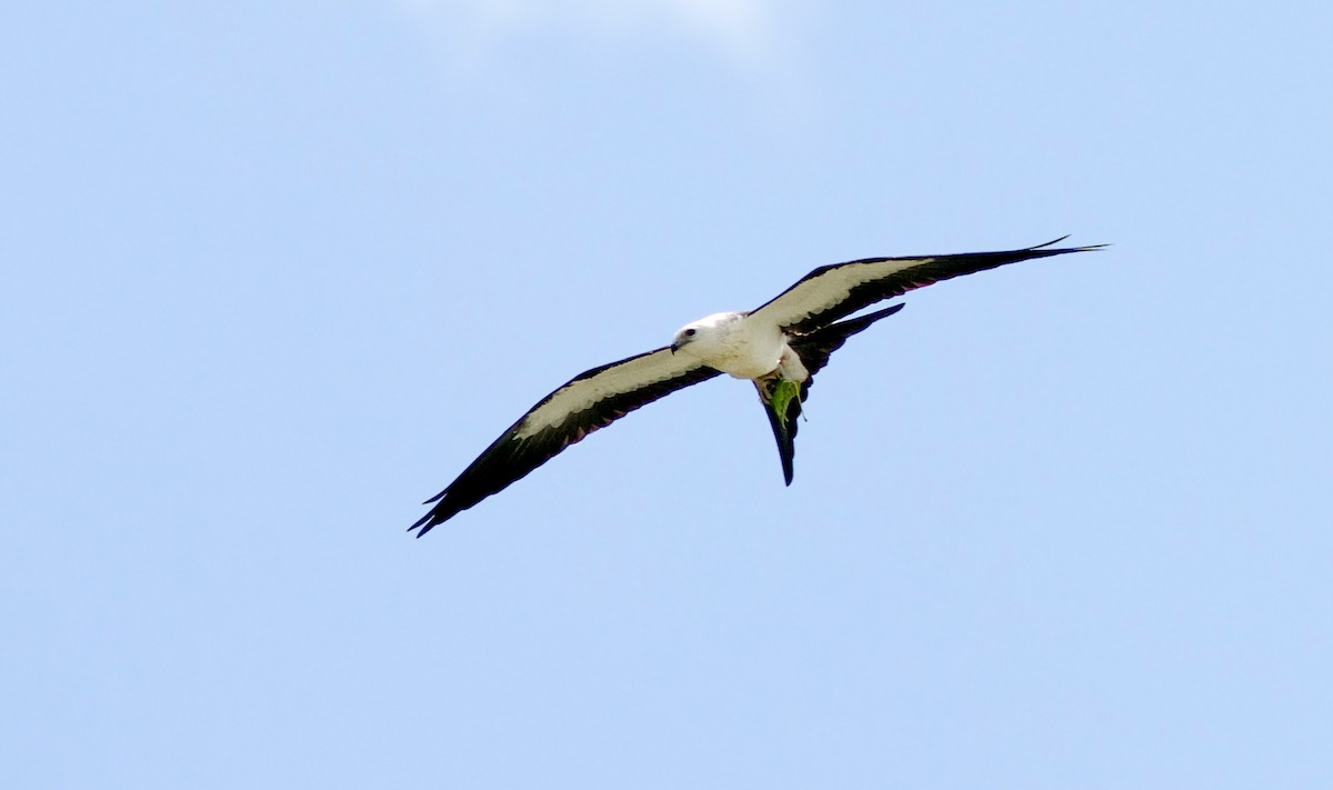 Swallow-tailed Kite - ML88073771