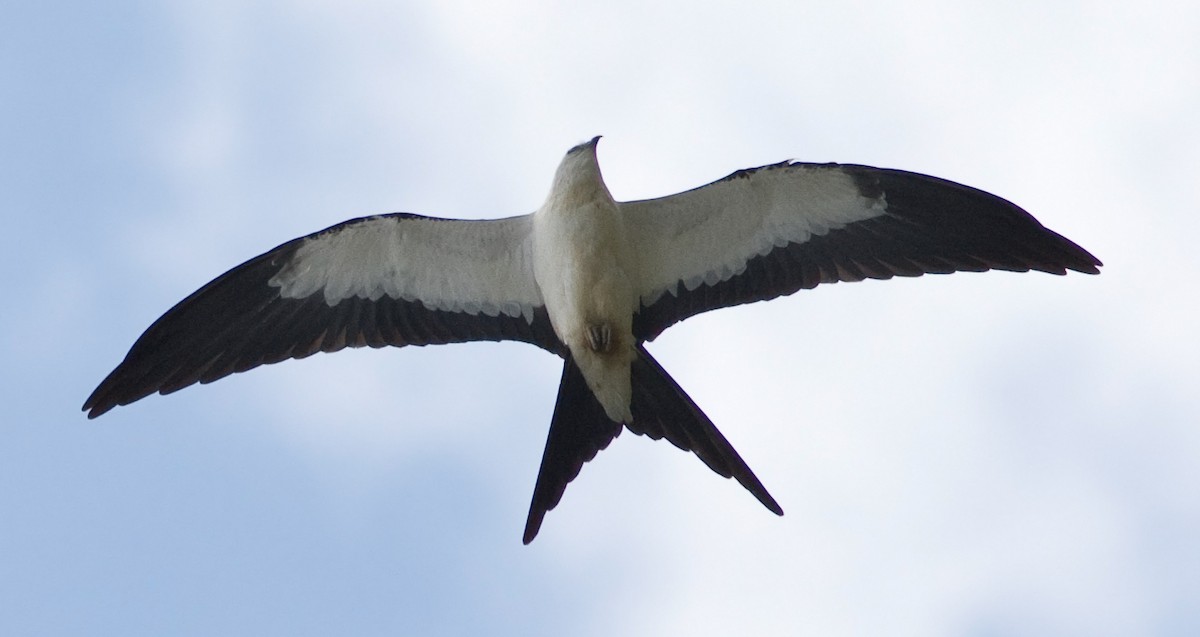 Swallow-tailed Kite - ML88073781