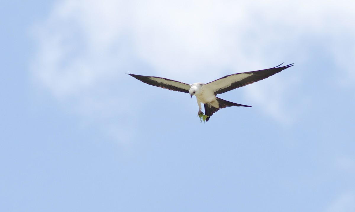 Swallow-tailed Kite - ML88073791