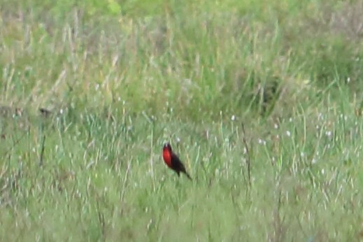 Red-breasted Meadowlark - ML88073801