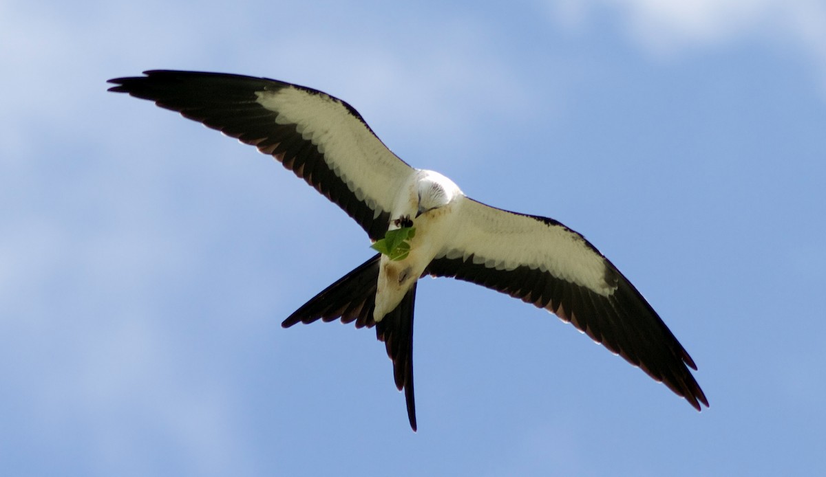 Swallow-tailed Kite - ML88073811