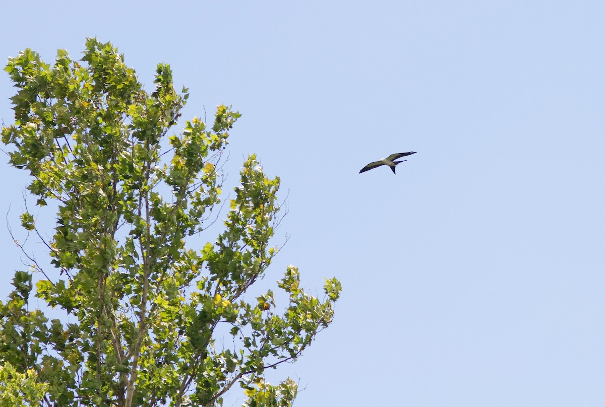 Swallow-tailed Kite - ML88073821