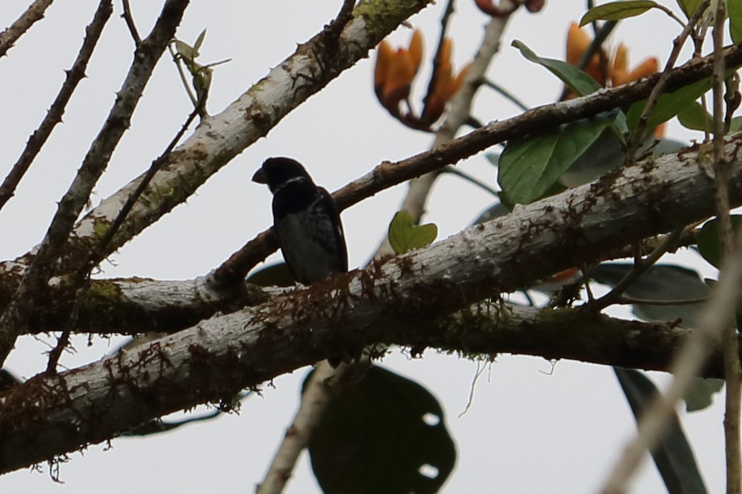 Variable Seedeater - ML88074051