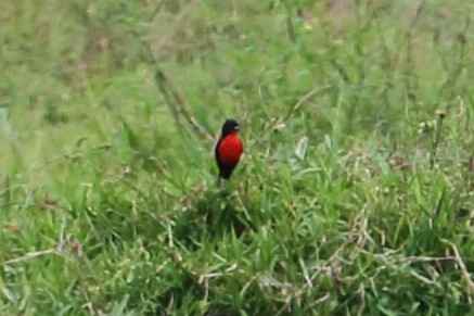 Red-breasted Meadowlark - ML88074171