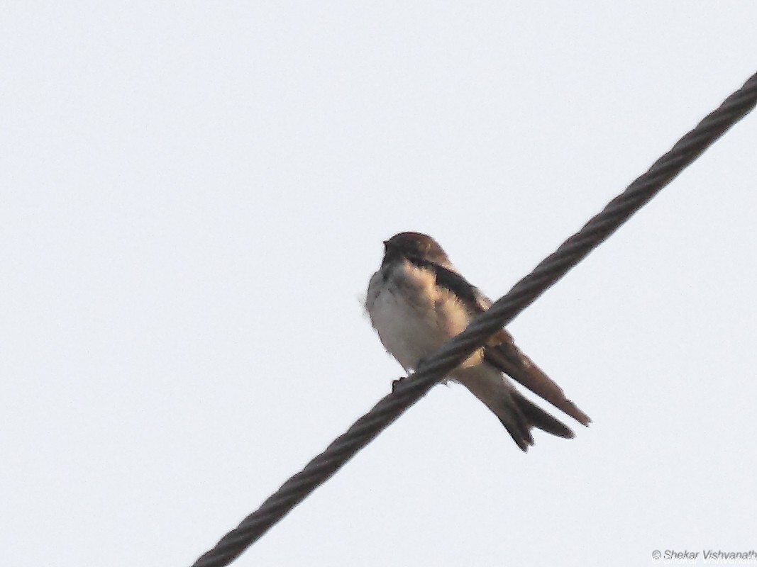 Streak-throated Swallow - ML88074391