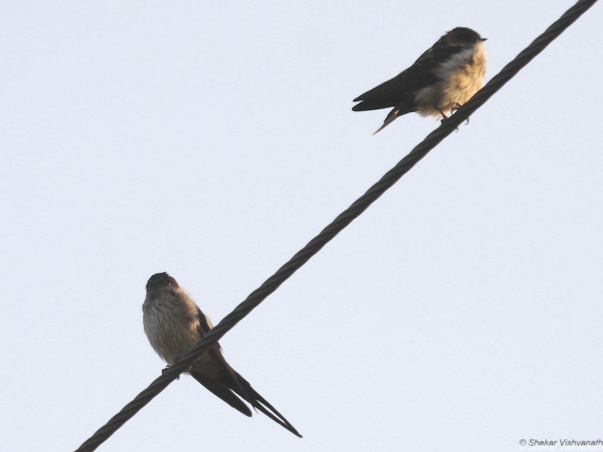 Streak-throated Swallow - ML88074401