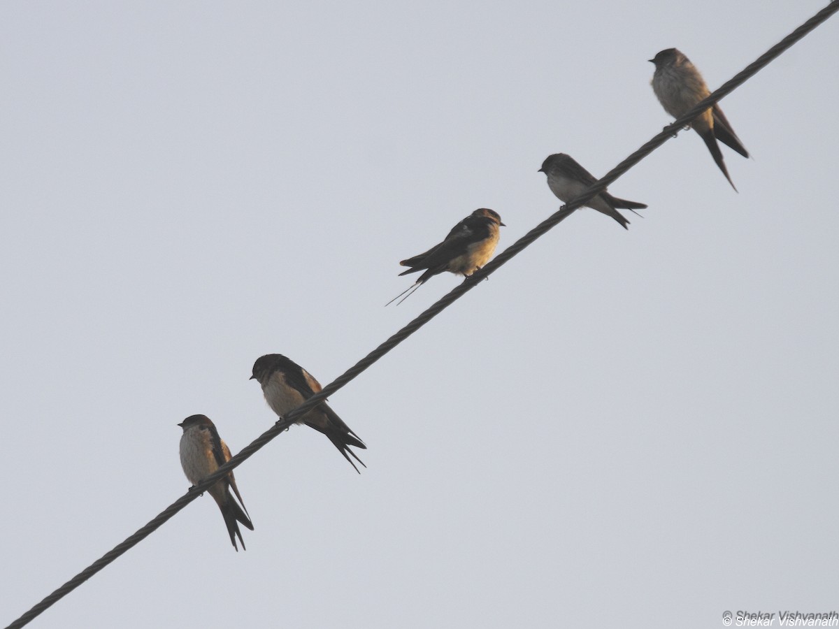 Streak-throated Swallow - ML88074471