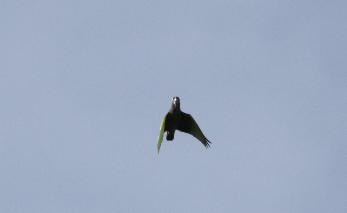 Blue-headed Parrot (Blue-headed) - ML88074631