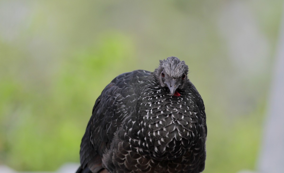 Spix's Guan (Grant's) - ML88075781