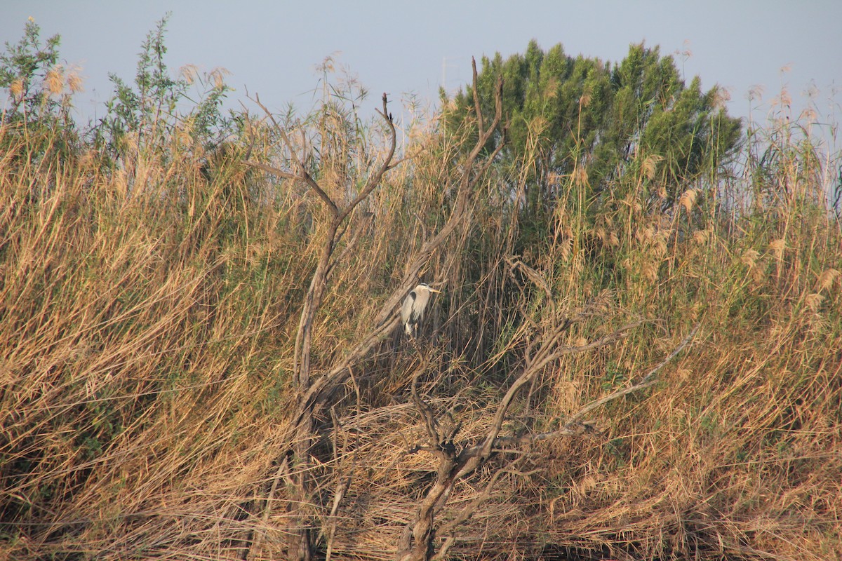 Garza Azulada - ML88076711