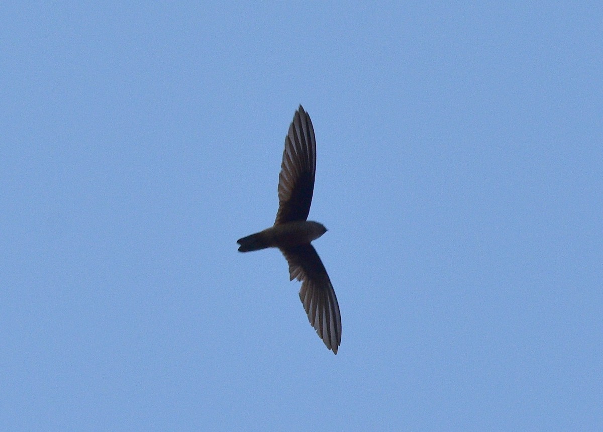 Indian Swiftlet - ML88077061