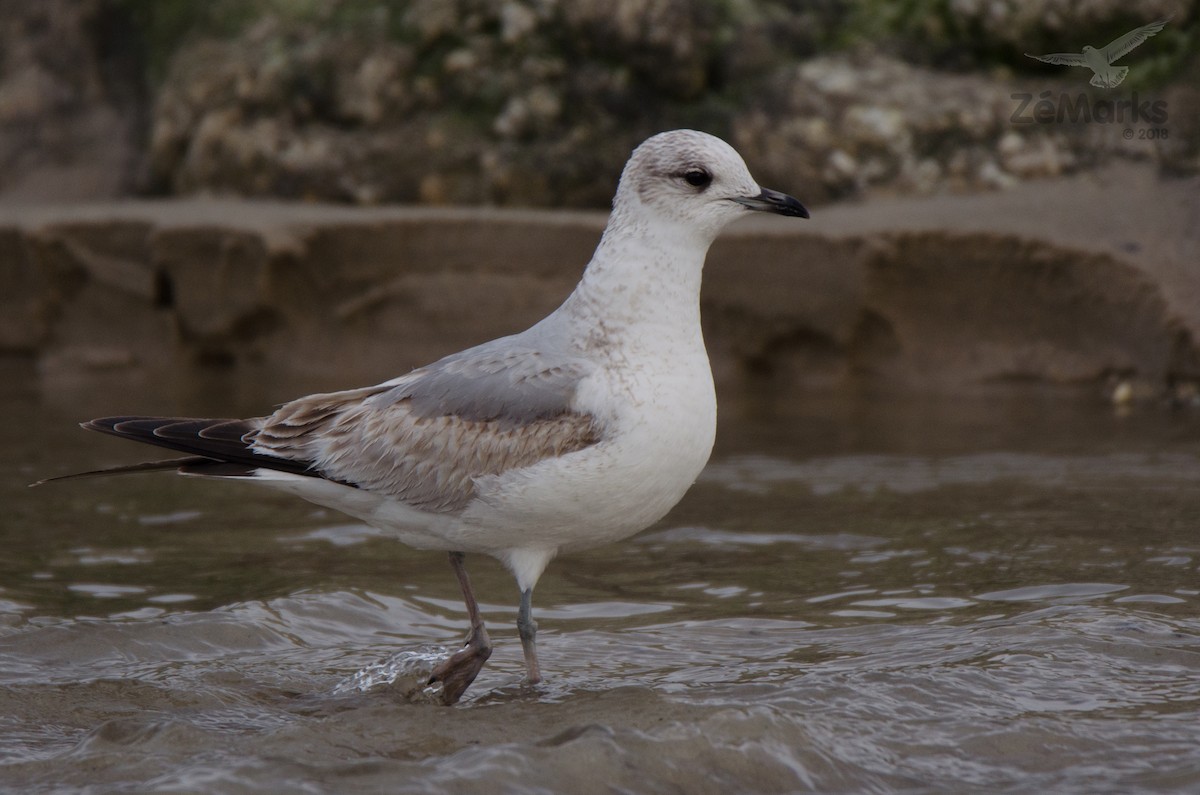 Common Gull - ML88080141