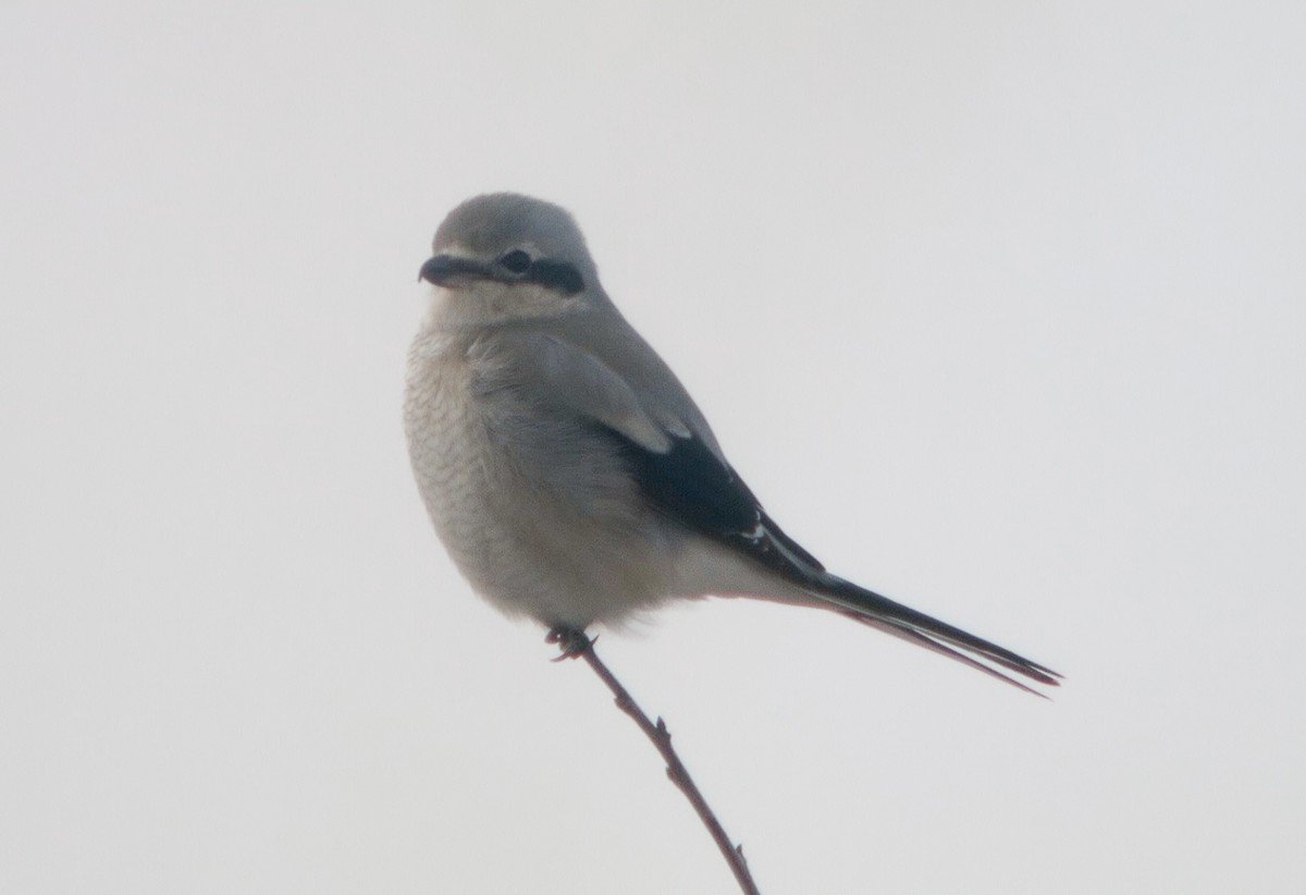 Northern Shrike - Griffin Richards