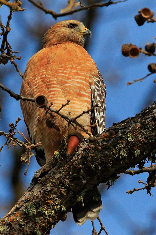 Red-shouldered Hawk - ML88081331