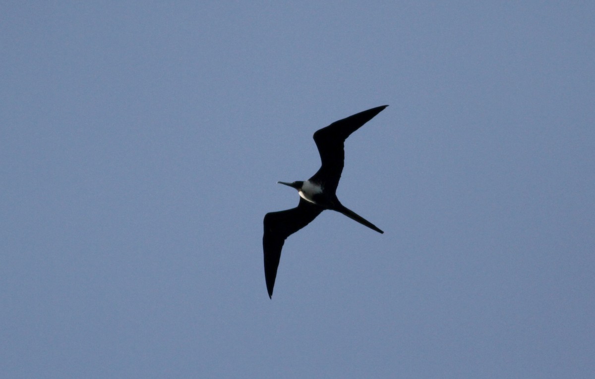 Magnificent Frigatebird - Jay McGowan