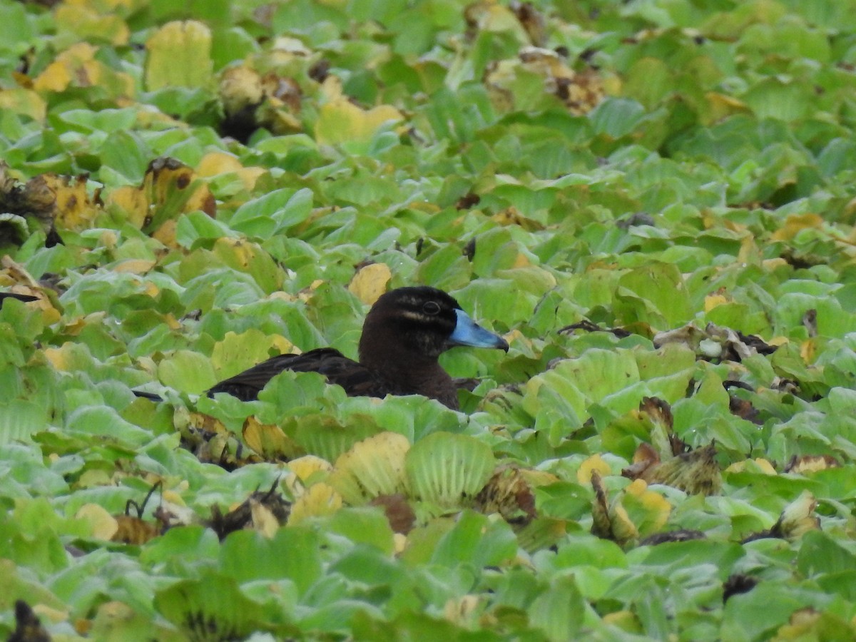 Masked Duck - ML88082101