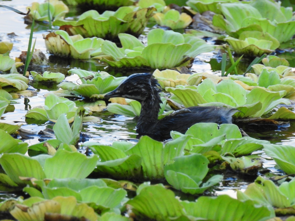 Least Grebe - ML88082181