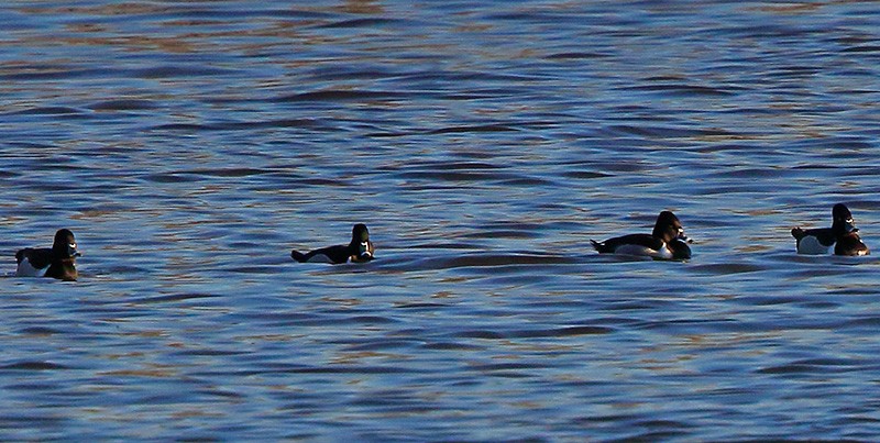 Ring-necked Duck - Gavin Emmons