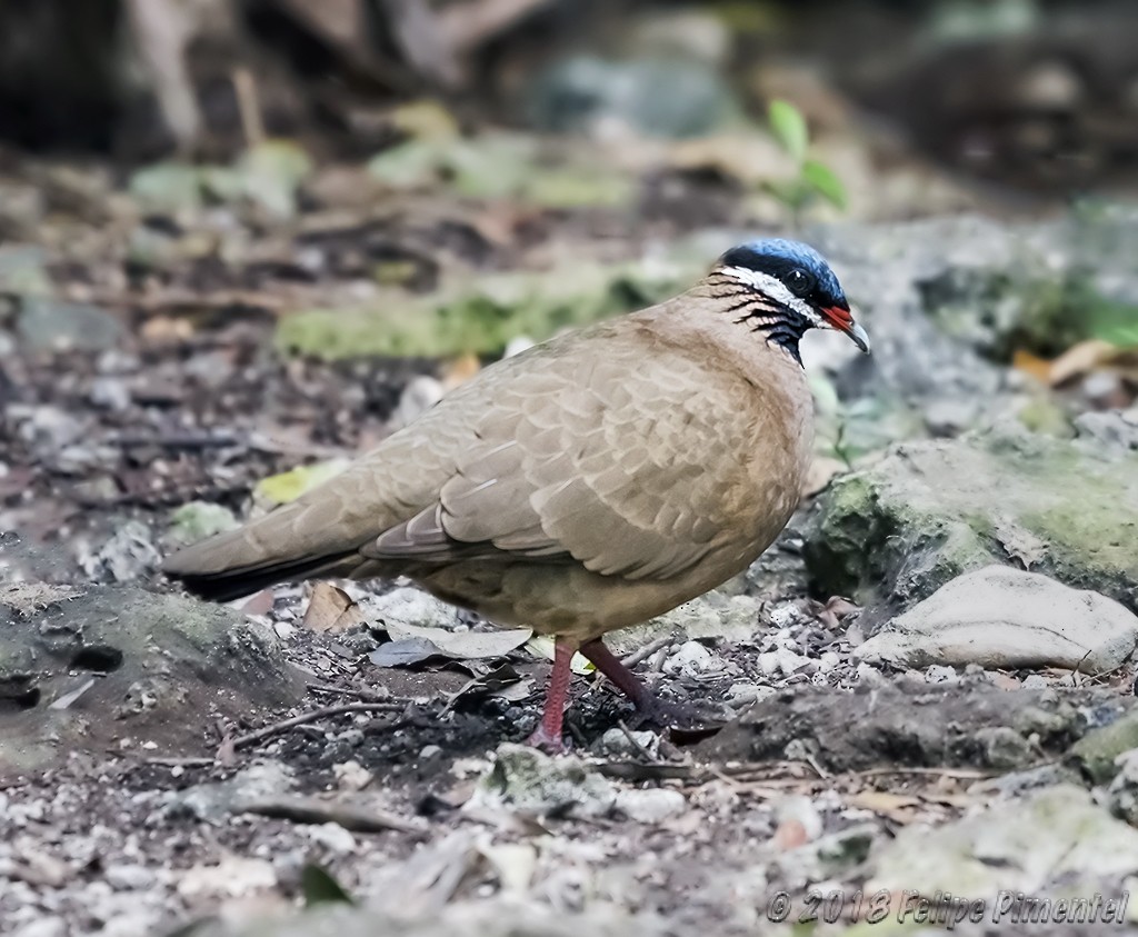 Blue-headed Quail-Dove - Felipe Pimentel