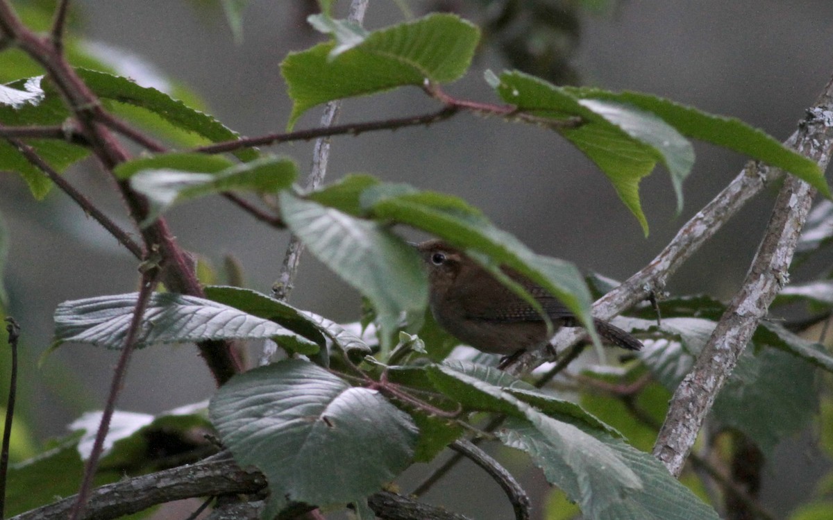 Mountain Wren - ML88083771