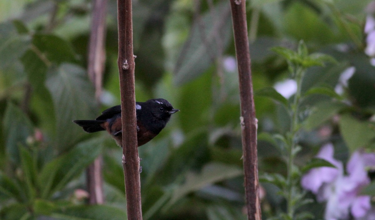 Merida Flowerpiercer - Jay McGowan