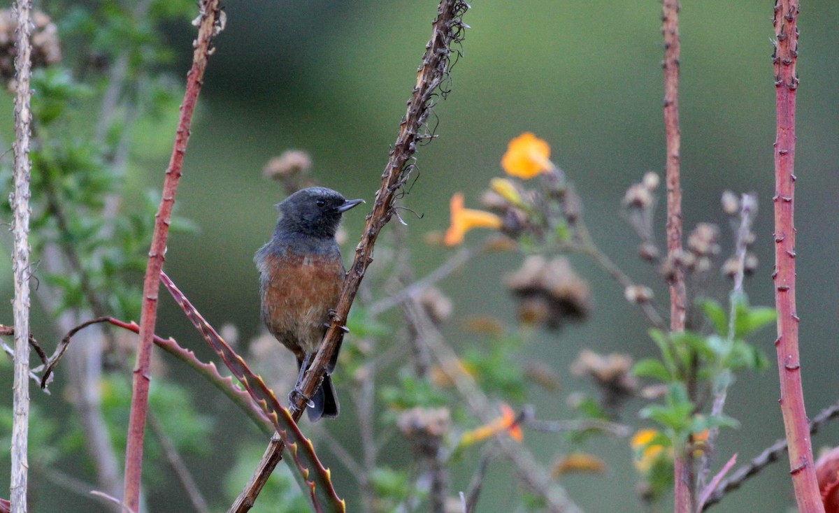 Merida Flowerpiercer - ML88084111