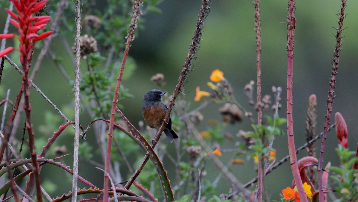 Merida Flowerpiercer - ML88084151