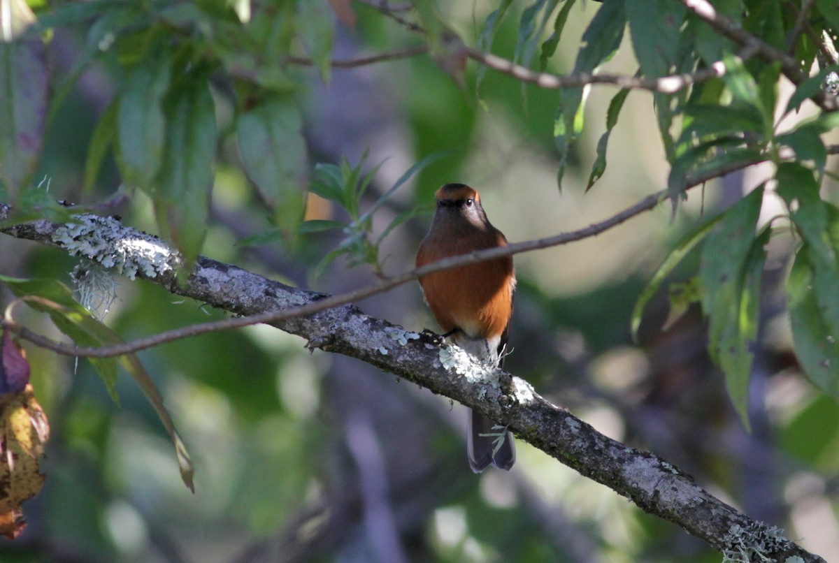 Rufous-browed Chat-Tyrant - Jay McGowan