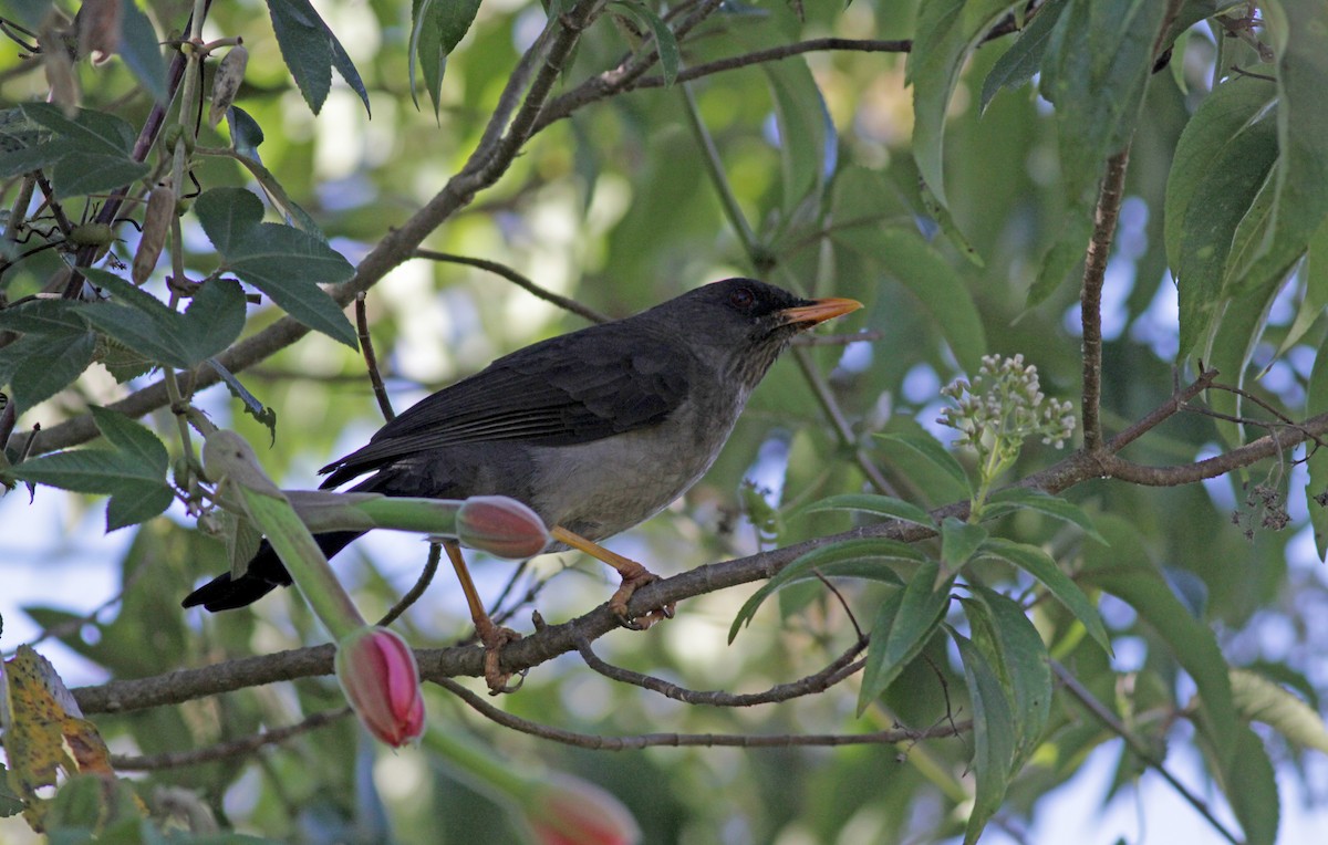 Great Thrush - ML88084281