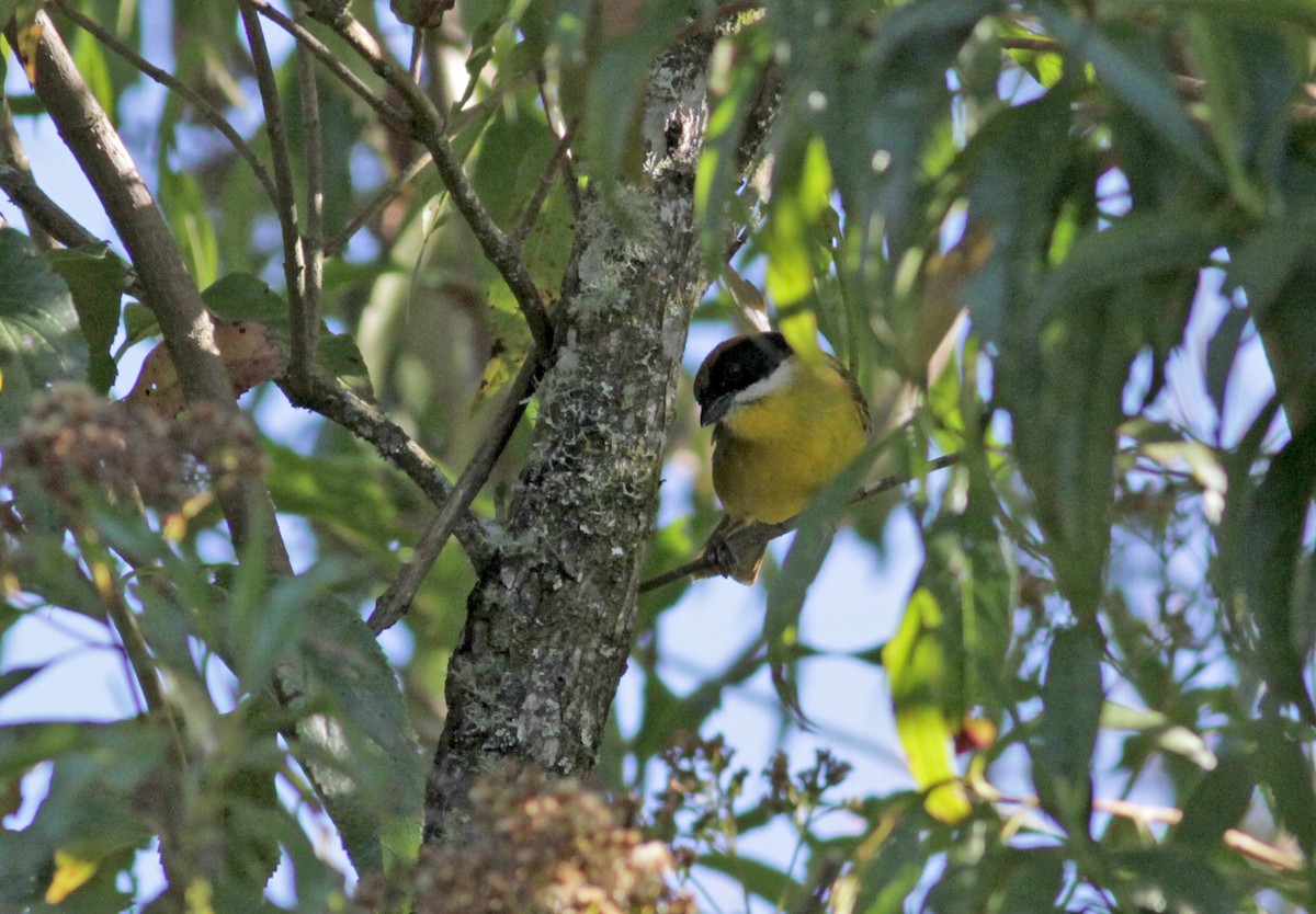 Atlapetes Bigotudo (meridae) - ML88084321