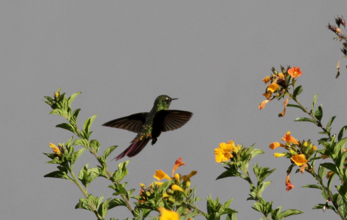 Tyrian Metaltail (Merida) - ML88084411