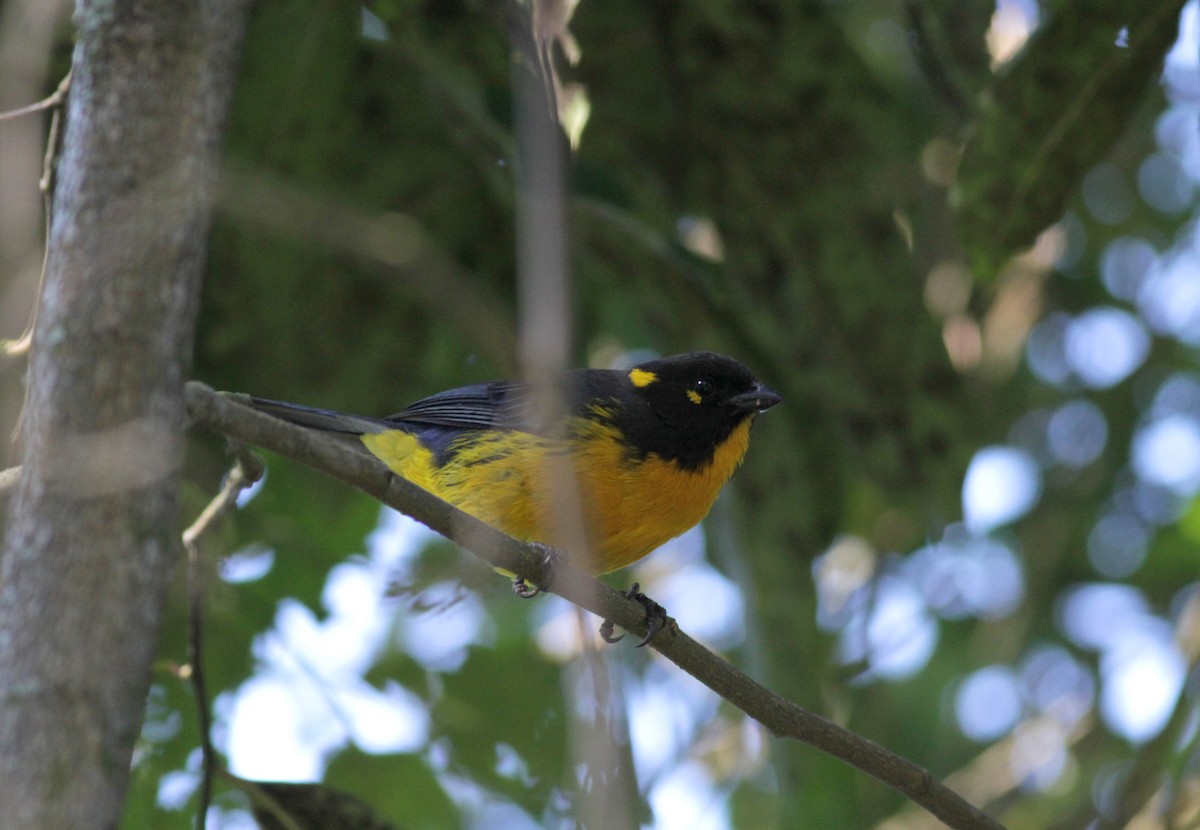 Lacrimose Mountain Tanager (melanops) - ML88084591