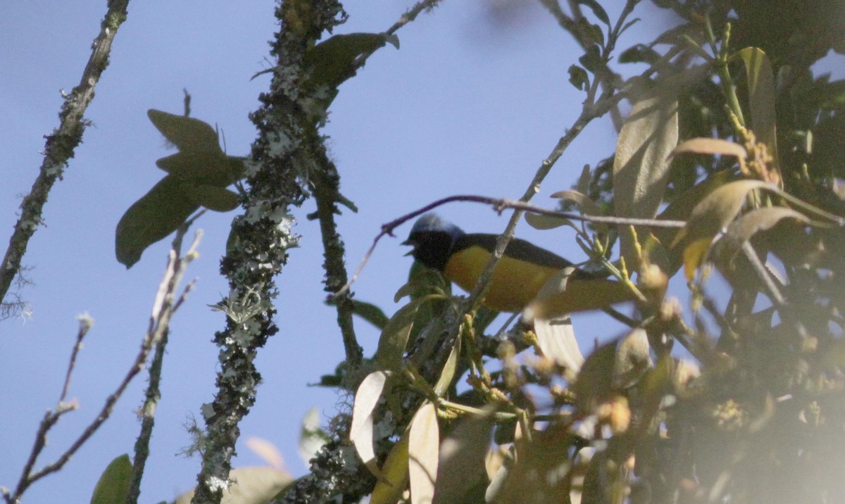 Golden-rumped Euphonia - ML88084601