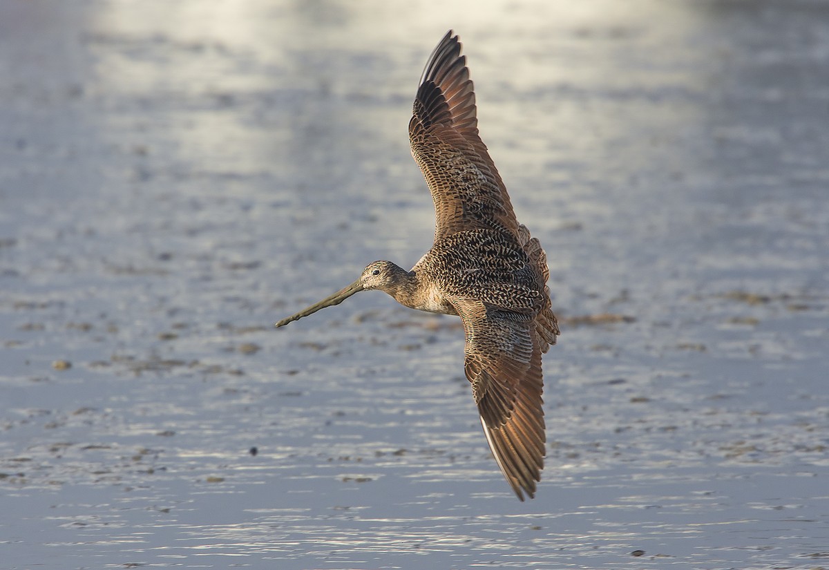 Marbled Godwit - Jerry Ting