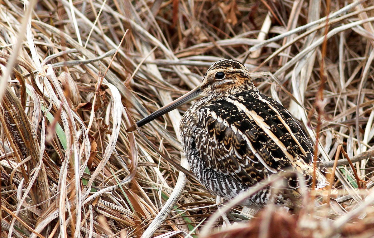 Wilson's Snipe - Fyn Kynd