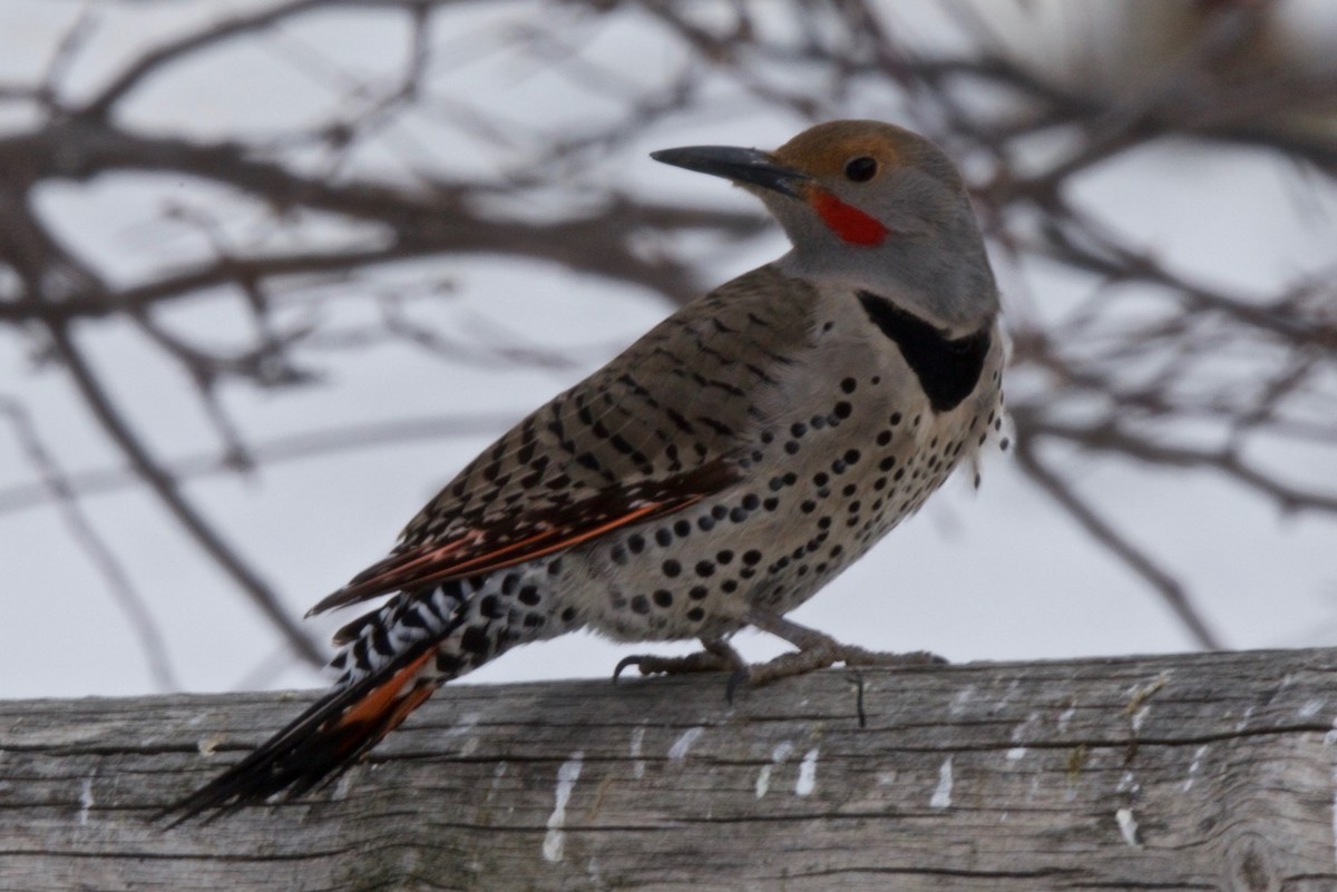 Northern Flicker - Tom McIntosh