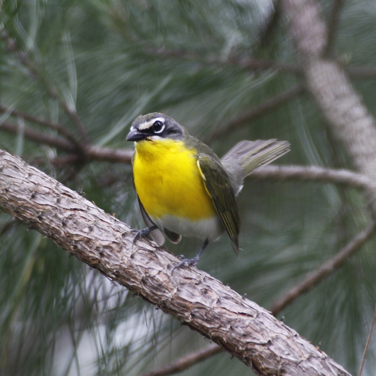 Yellow-breasted Chat - Dan Vickers