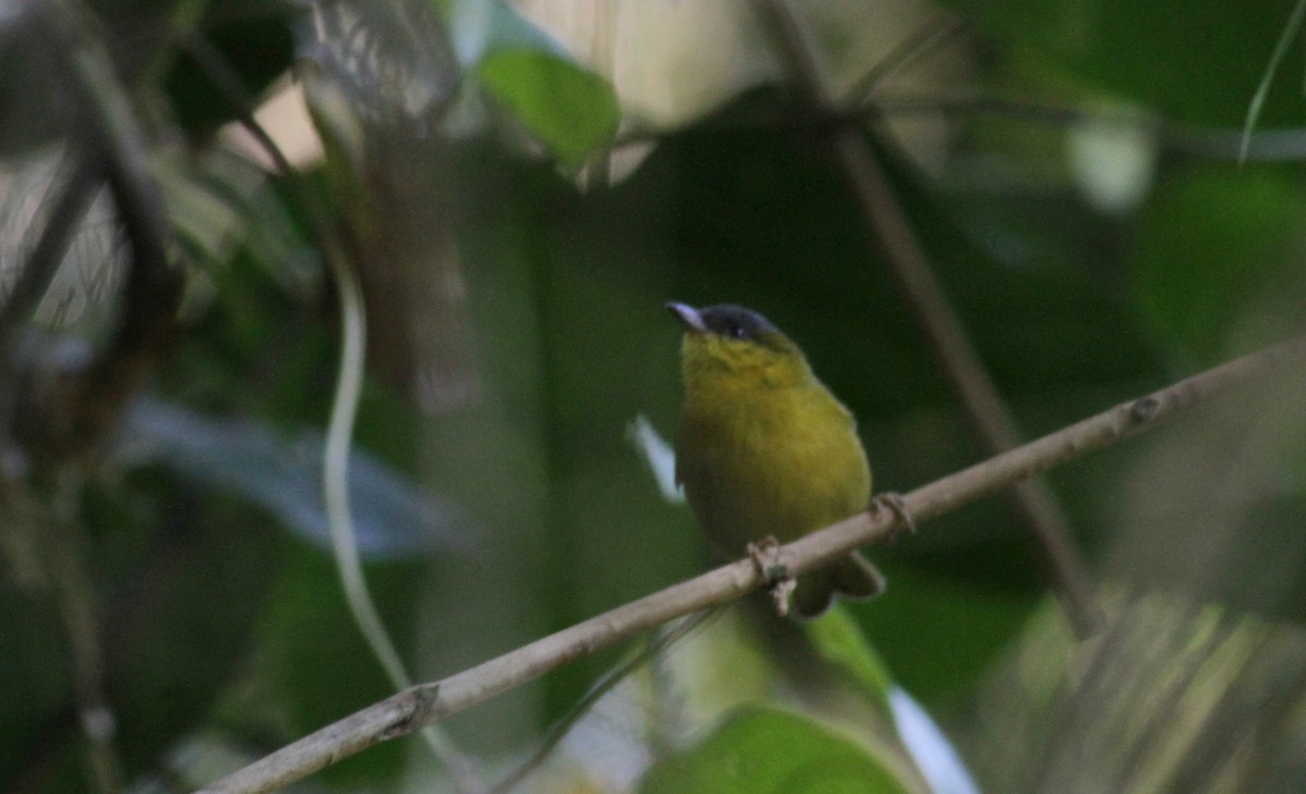 Gray-capped Hemispingus - ML88089981